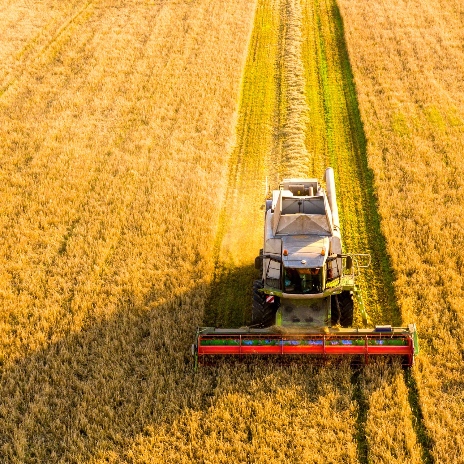 Agricultural combine harvesting crops